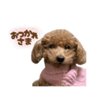 うちの親子いっぬ（個別スタンプ：16）