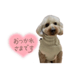 うちの親子いっぬ（個別スタンプ：17）