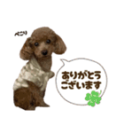 うちの親子いっぬ（個別スタンプ：19）