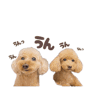 うちの親子いっぬ（個別スタンプ：20）