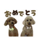 うちの親子いっぬ（個別スタンプ：25）
