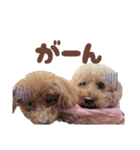 うちの親子いっぬ（個別スタンプ：36）