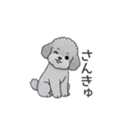 フランクな会話のトイプードル（感情多め）（個別スタンプ：1）