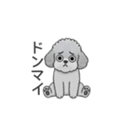 フランクな会話のトイプードル（感情多め）（個別スタンプ：28）