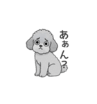 フランクな会話のトイプードル（感情多め）（個別スタンプ：36）