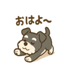冬のほっこりシュナウザー（個別スタンプ：1）