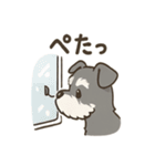 冬のほっこりシュナウザー（個別スタンプ：10）