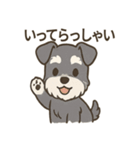 冬のほっこりシュナウザー（個別スタンプ：19）