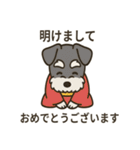 ミニチュアシュナウザーのお正月スタンプ（個別スタンプ：1）