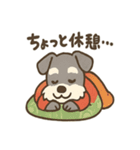 ミニチュアシュナウザーのお正月スタンプ（個別スタンプ：8）
