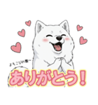 【日常】ふわふわの白い犬（個別スタンプ：1）