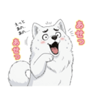 【日常】ふわふわの白い犬（個別スタンプ：2）