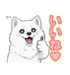【日常】ふわふわの白い犬（個別スタンプ：3）