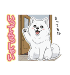 【日常】ふわふわの白い犬（個別スタンプ：4）