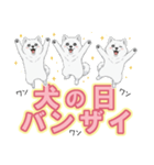 【日常】ふわふわの白い犬（個別スタンプ：5）