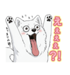【日常】ふわふわの白い犬（個別スタンプ：7）