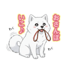 【日常】ふわふわの白い犬（個別スタンプ：11）