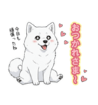 【日常】ふわふわの白い犬（個別スタンプ：12）