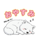 【日常】ふわふわの白い犬（個別スタンプ：15）