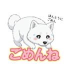 【日常】ふわふわの白い犬（個別スタンプ：23）