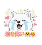 【日常】ふわふわの白い犬（個別スタンプ：31）