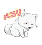 【日常】ふわふわの白い犬（個別スタンプ：34）
