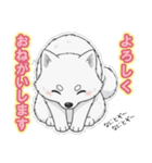 【日常】ふわふわの白い犬（個別スタンプ：38）