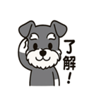 キュートなミニチュアシュナウザースタンプ（個別スタンプ：1）