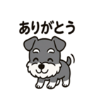 キュートなミニチュアシュナウザースタンプ（個別スタンプ：3）