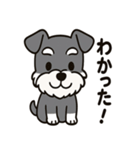 キュートなミニチュアシュナウザースタンプ（個別スタンプ：4）