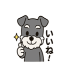 キュートなミニチュアシュナウザースタンプ（個別スタンプ：6）