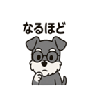 キュートなミニチュアシュナウザースタンプ（個別スタンプ：7）