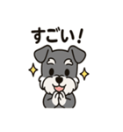キュートなミニチュアシュナウザースタンプ（個別スタンプ：8）