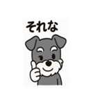 キュートなミニチュアシュナウザースタンプ（個別スタンプ：9）