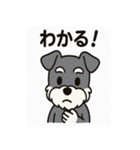 キュートなミニチュアシュナウザースタンプ（個別スタンプ：10）