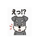 キュートなミニチュアシュナウザースタンプ（個別スタンプ：11）