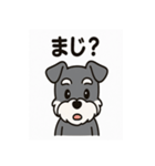 キュートなミニチュアシュナウザースタンプ（個別スタンプ：12）