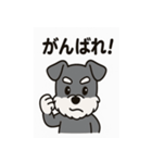 キュートなミニチュアシュナウザースタンプ（個別スタンプ：14）