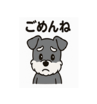 キュートなミニチュアシュナウザースタンプ（個別スタンプ：15）