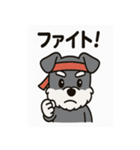 キュートなミニチュアシュナウザースタンプ（個別スタンプ：16）