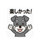 キュートなミニチュアシュナウザースタンプ（個別スタンプ：17）