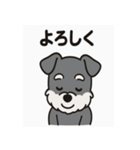 キュートなミニチュアシュナウザースタンプ（個別スタンプ：18）