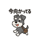 キュートなミニチュアシュナウザースタンプ（個別スタンプ：21）