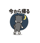 キュートなミニチュアシュナウザースタンプ（個別スタンプ：22）
