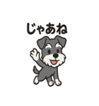 キュートなミニチュアシュナウザースタンプ（個別スタンプ：24）