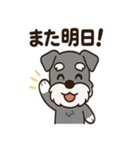 キュートなミニチュアシュナウザースタンプ（個別スタンプ：25）