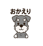 キュートなミニチュアシュナウザースタンプ（個別スタンプ：27）