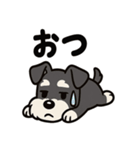 キュートなミニチュアシュナウザースタンプ（個別スタンプ：30）