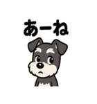 キュートなミニチュアシュナウザースタンプ（個別スタンプ：31）