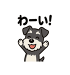 キュートなミニチュアシュナウザースタンプ（個別スタンプ：36）